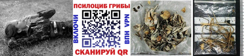 Галлюциногенные грибы Psilocybine cubensis  Пятигорск 